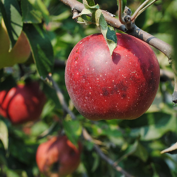 Apple (सेब)